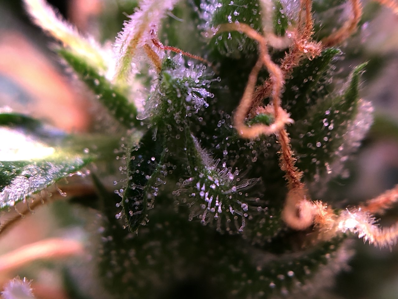 Growreport Bild 10