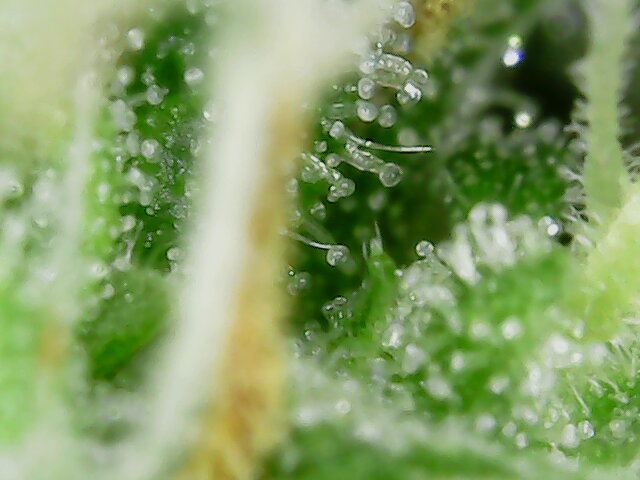 nachschlag_2_micro_2