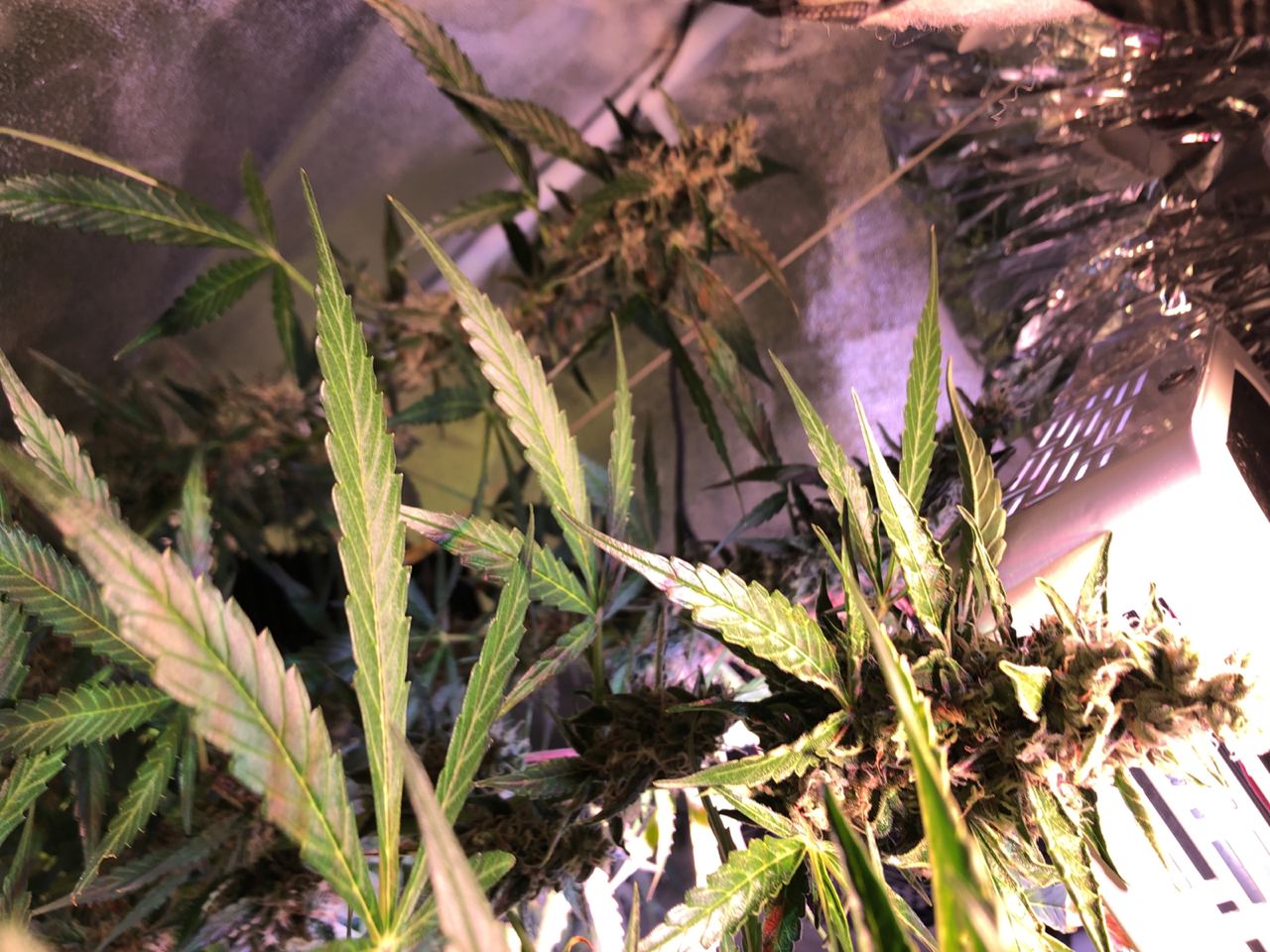 Growreport Bild 7