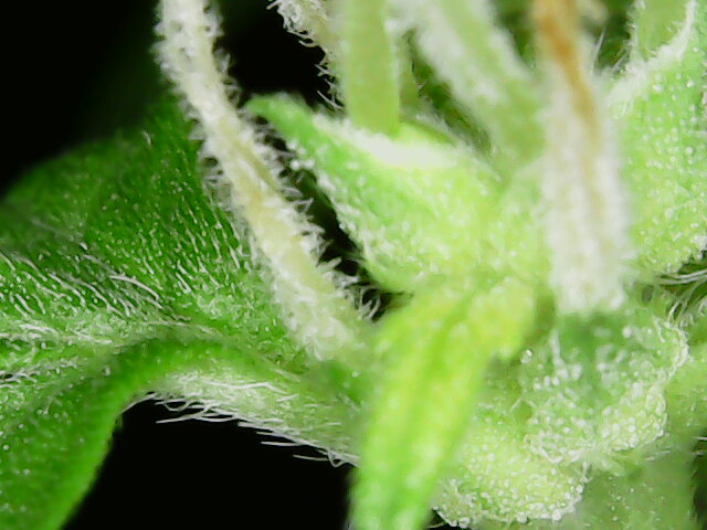 tag86_kleines_bud_mikro_1