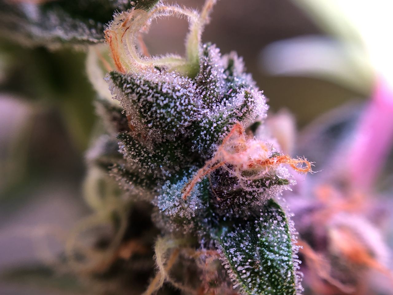 Growreport Bild 23