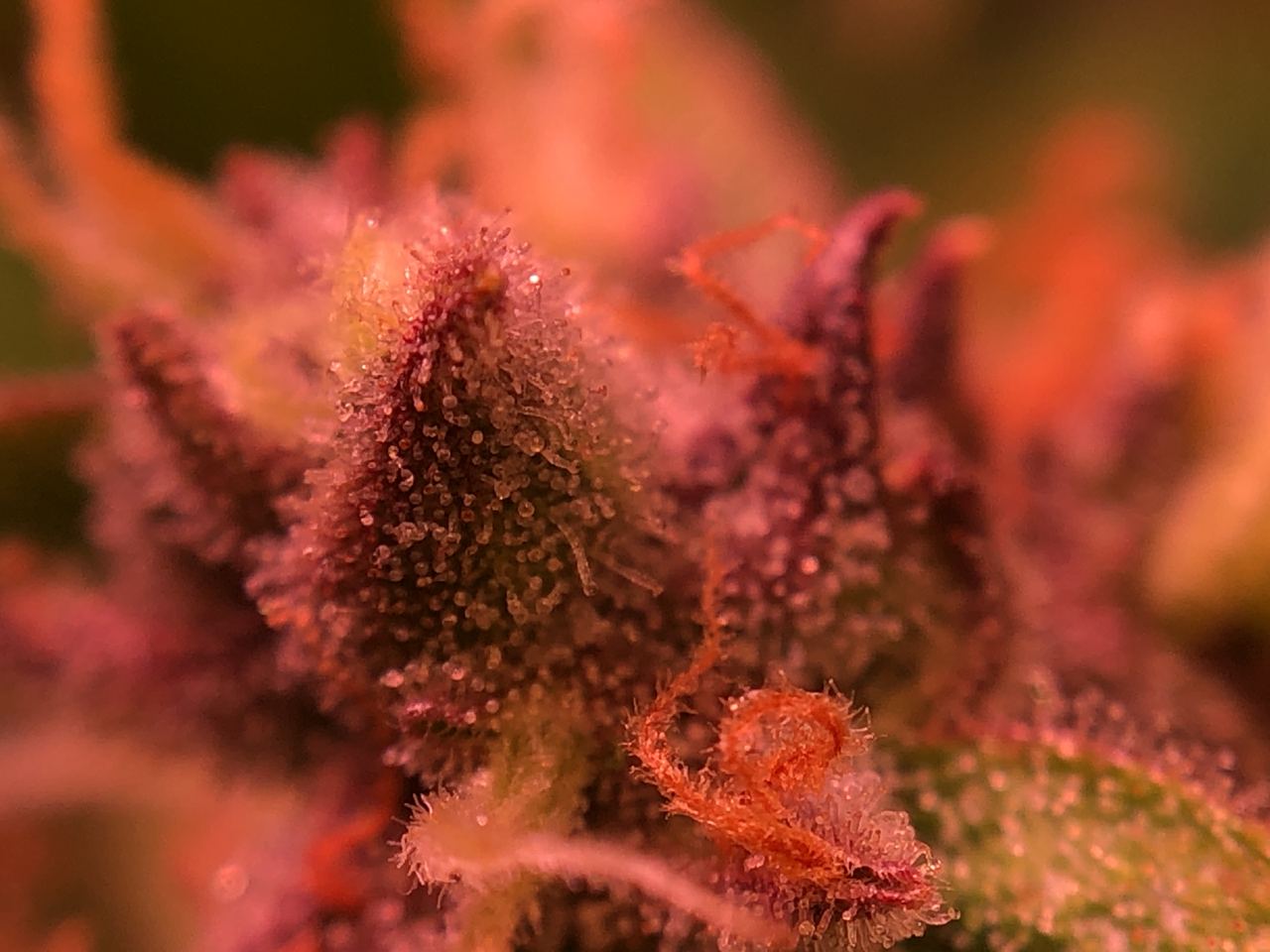 Growreport Bild 16