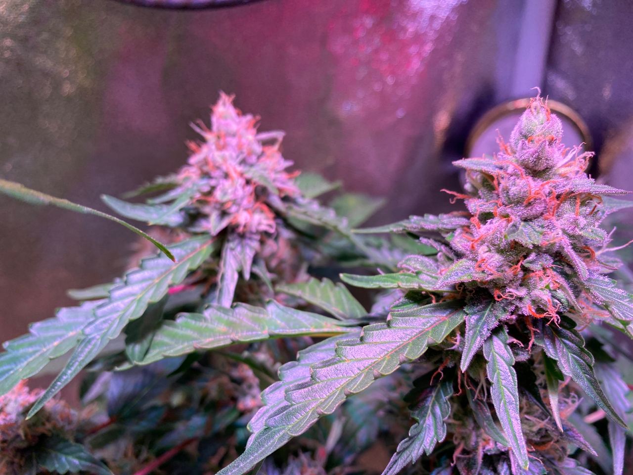 Growreport Bild 48