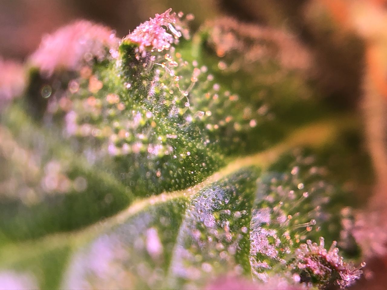 Growreport Bild 43