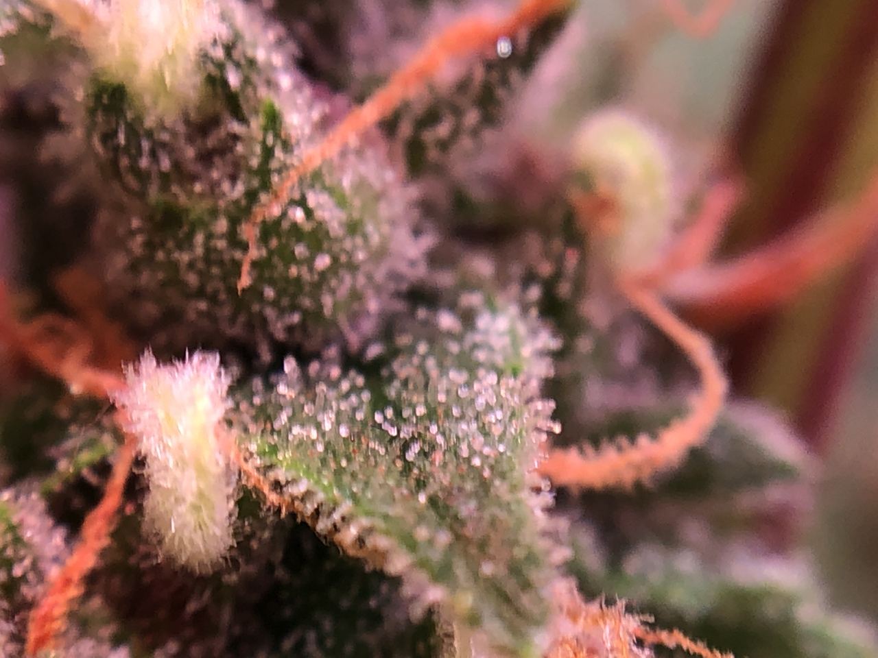 Growreport Bild 21