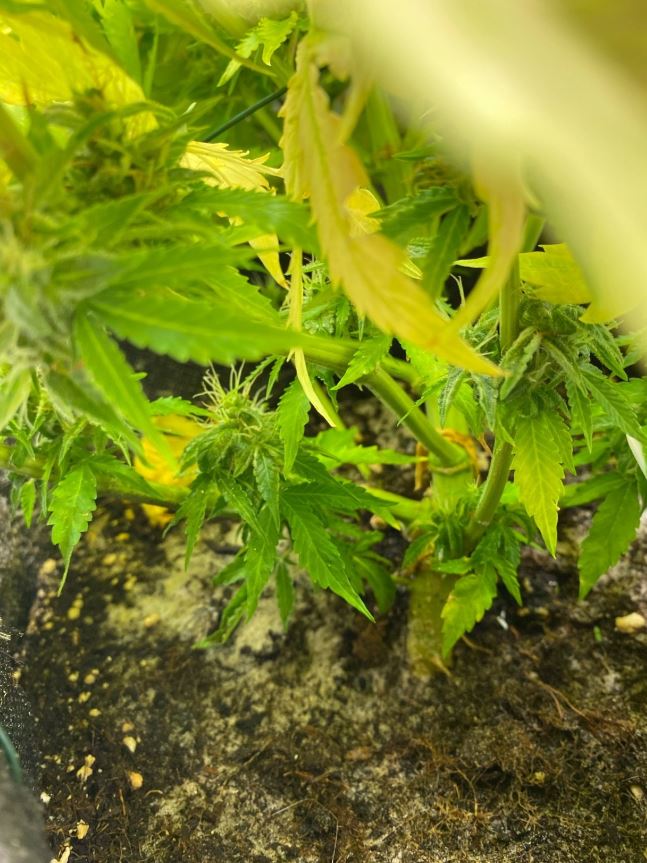 Growreport Bild 3