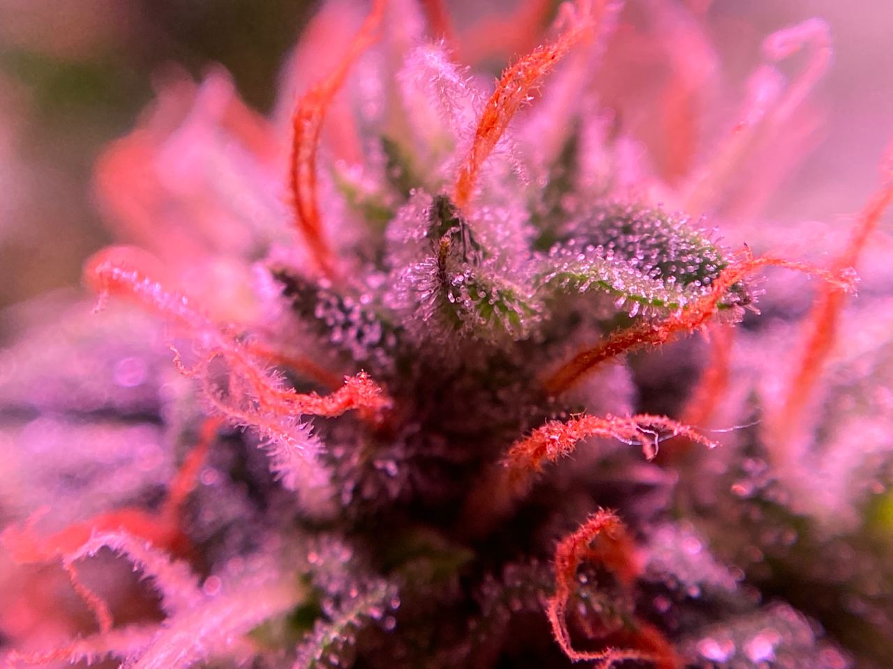 Growreport Bild 21