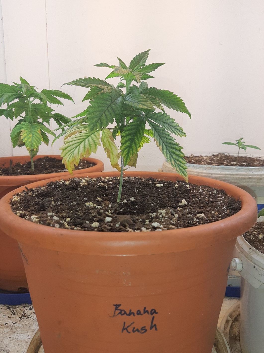 Banana Kush v. Sensi Seeds Growreports Forum