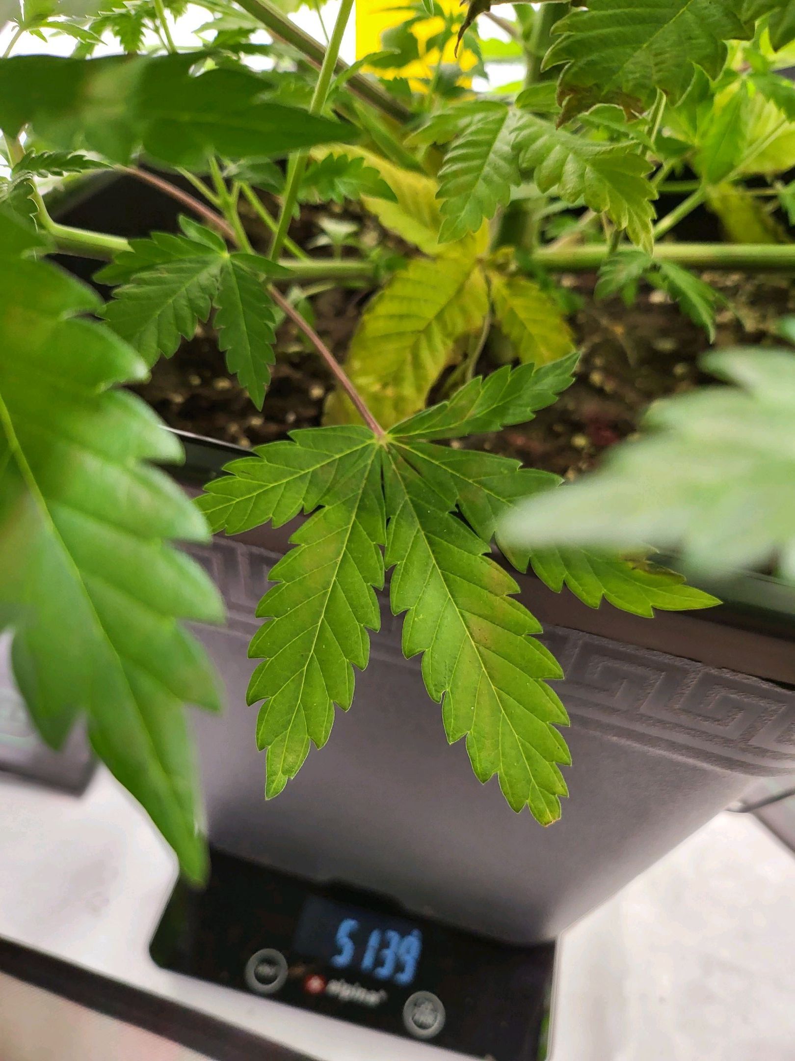 Pflanzen verlieren Blätter & Blätter werden gelb GrowProbleme Forum