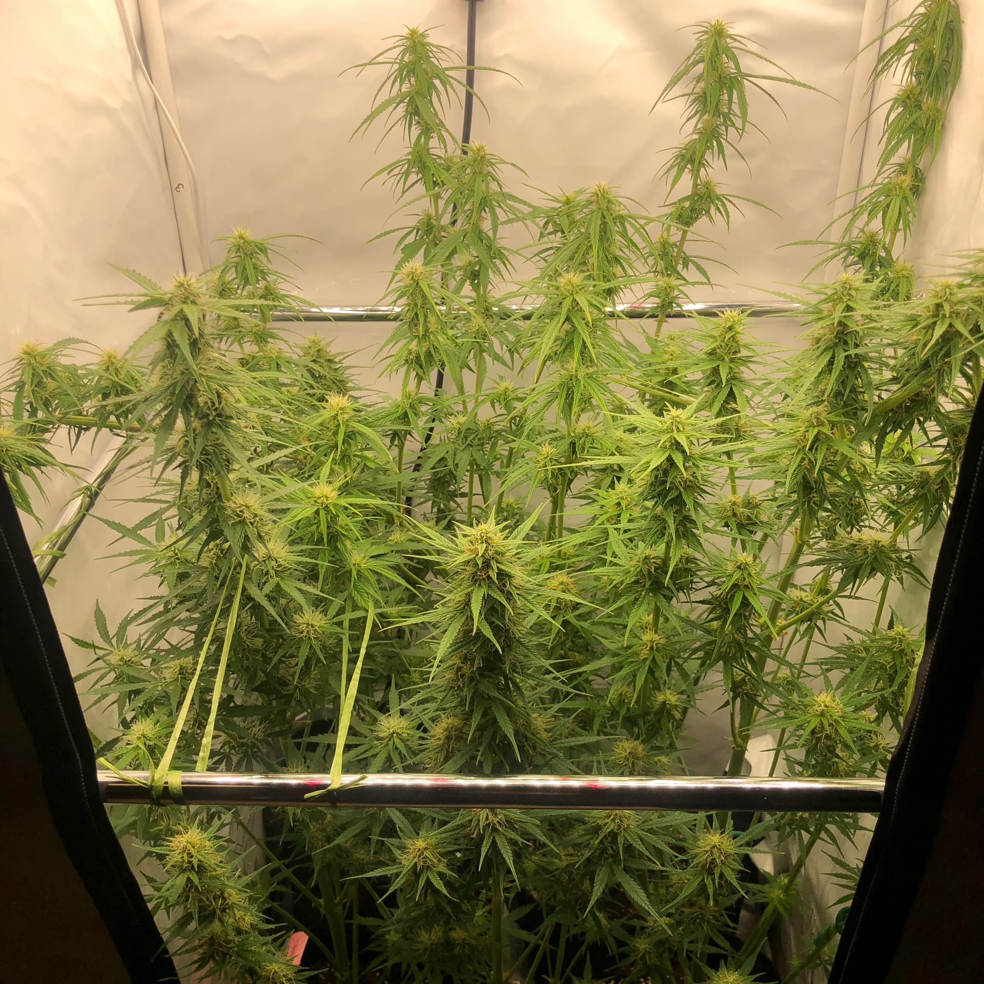 Spülen oder nicht? Anfänger Forum