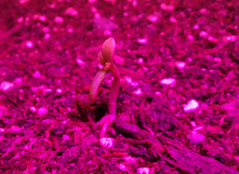 Growreport Bild 8