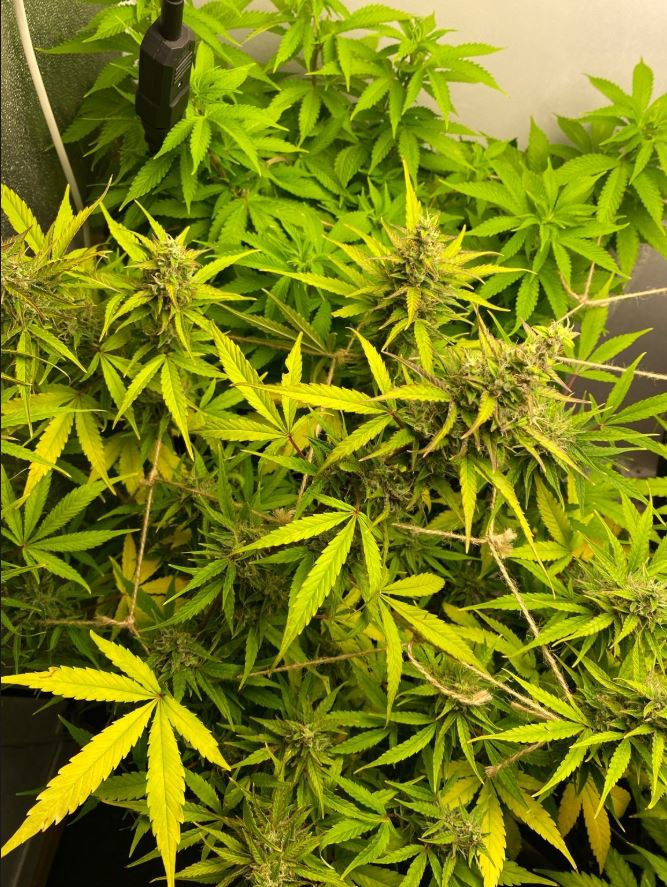 Growreport Bild 6