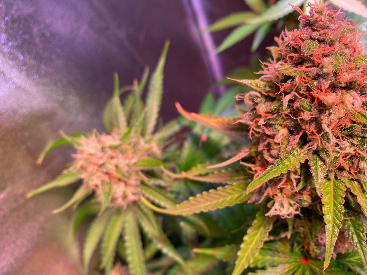 Growreport Bild 58