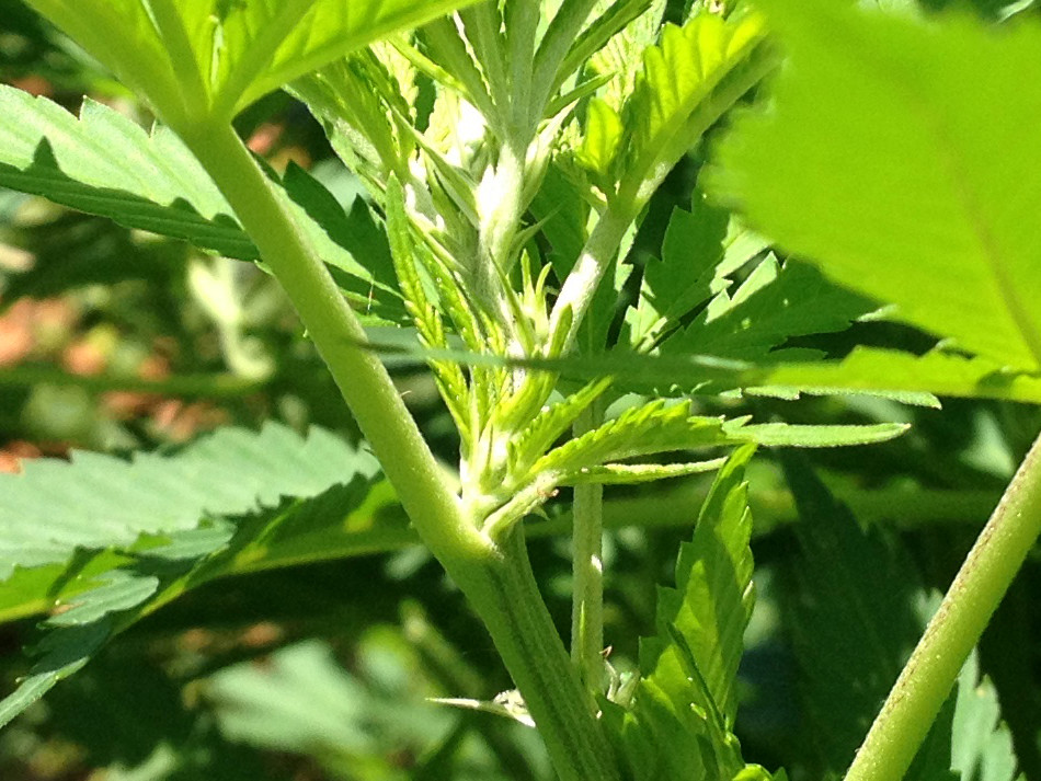 Growreport Bild 12