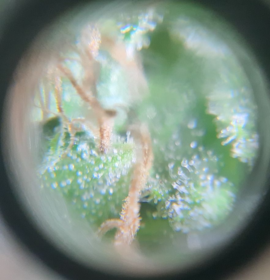 Growreport Bild 7