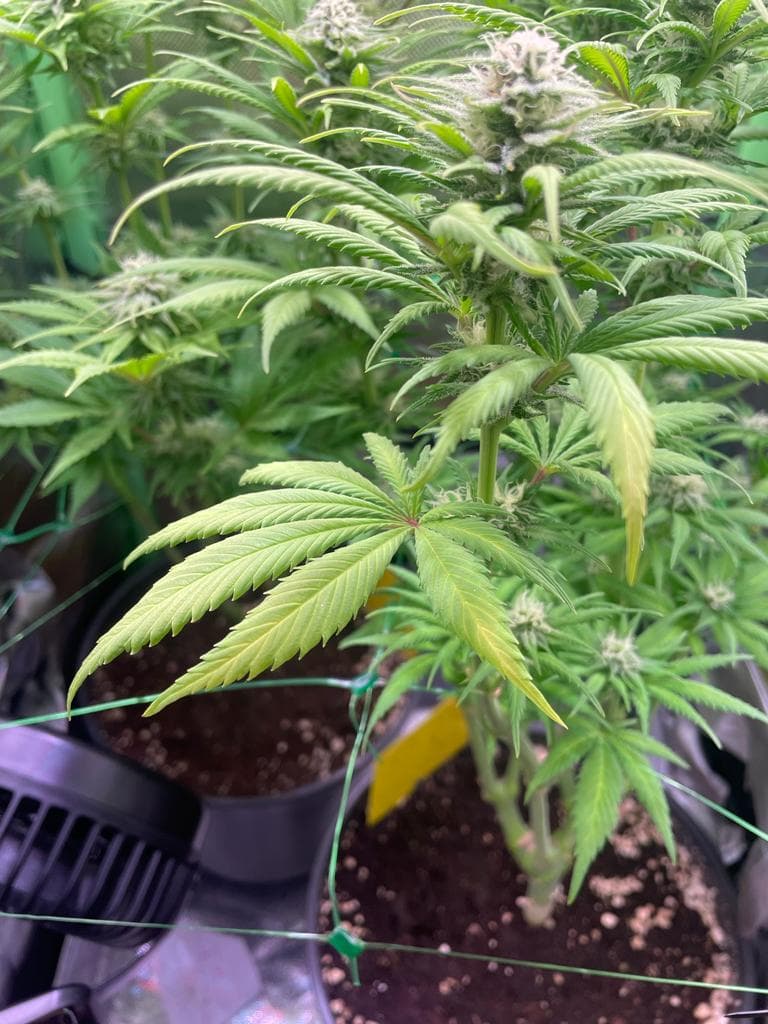 Blätter sind hellgrün bis gelb, Pflanzen trinken sehr wenig GrowProbleme Forum