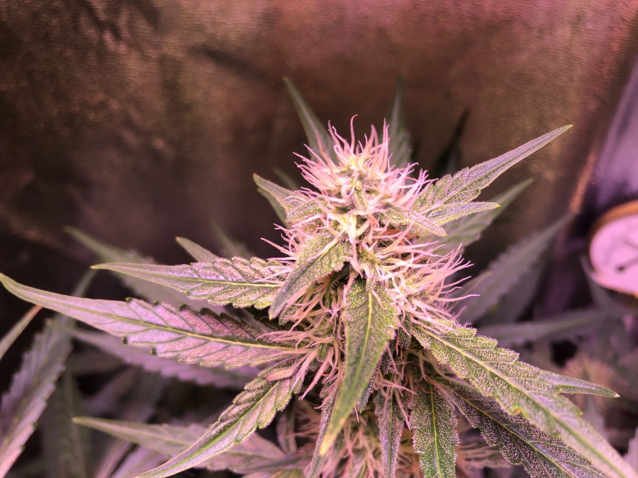 Growreport Bild 43