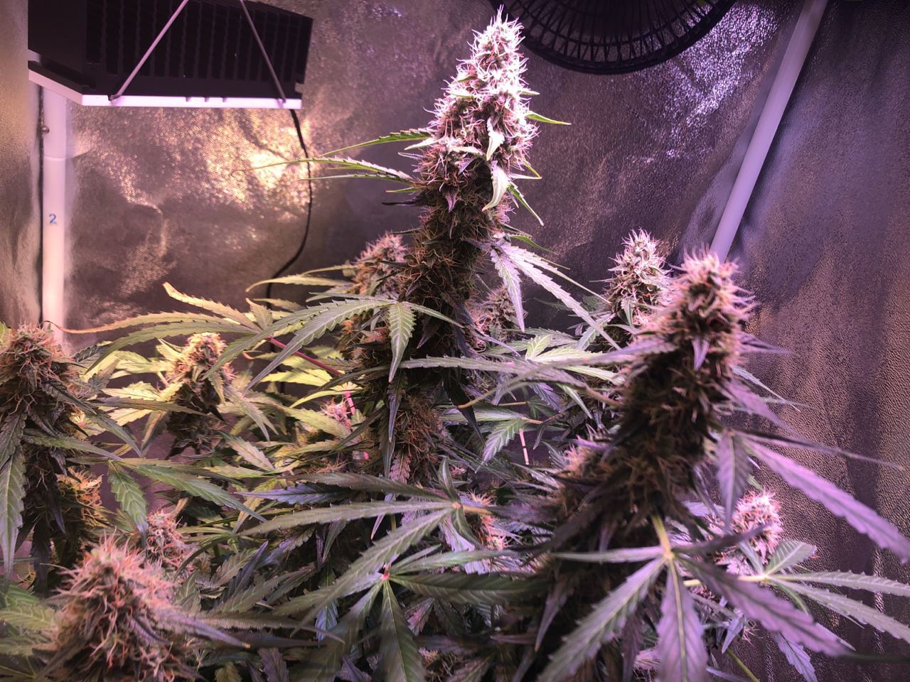 Growreport Bild 19