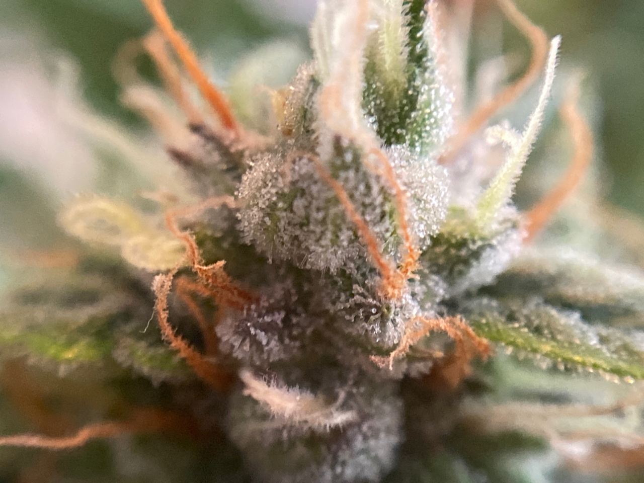 Growreport Bild 15