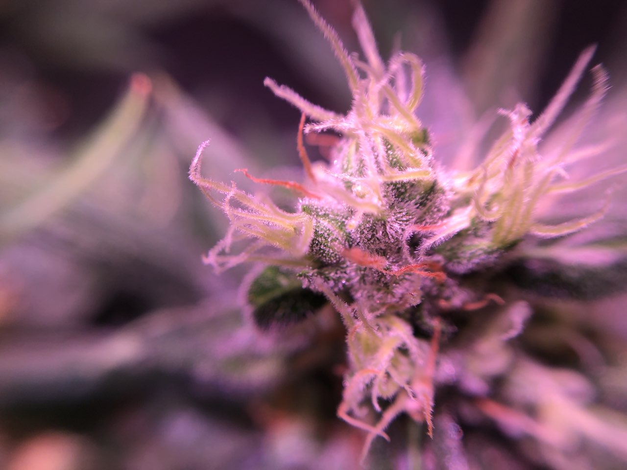 Growreport Bild 27