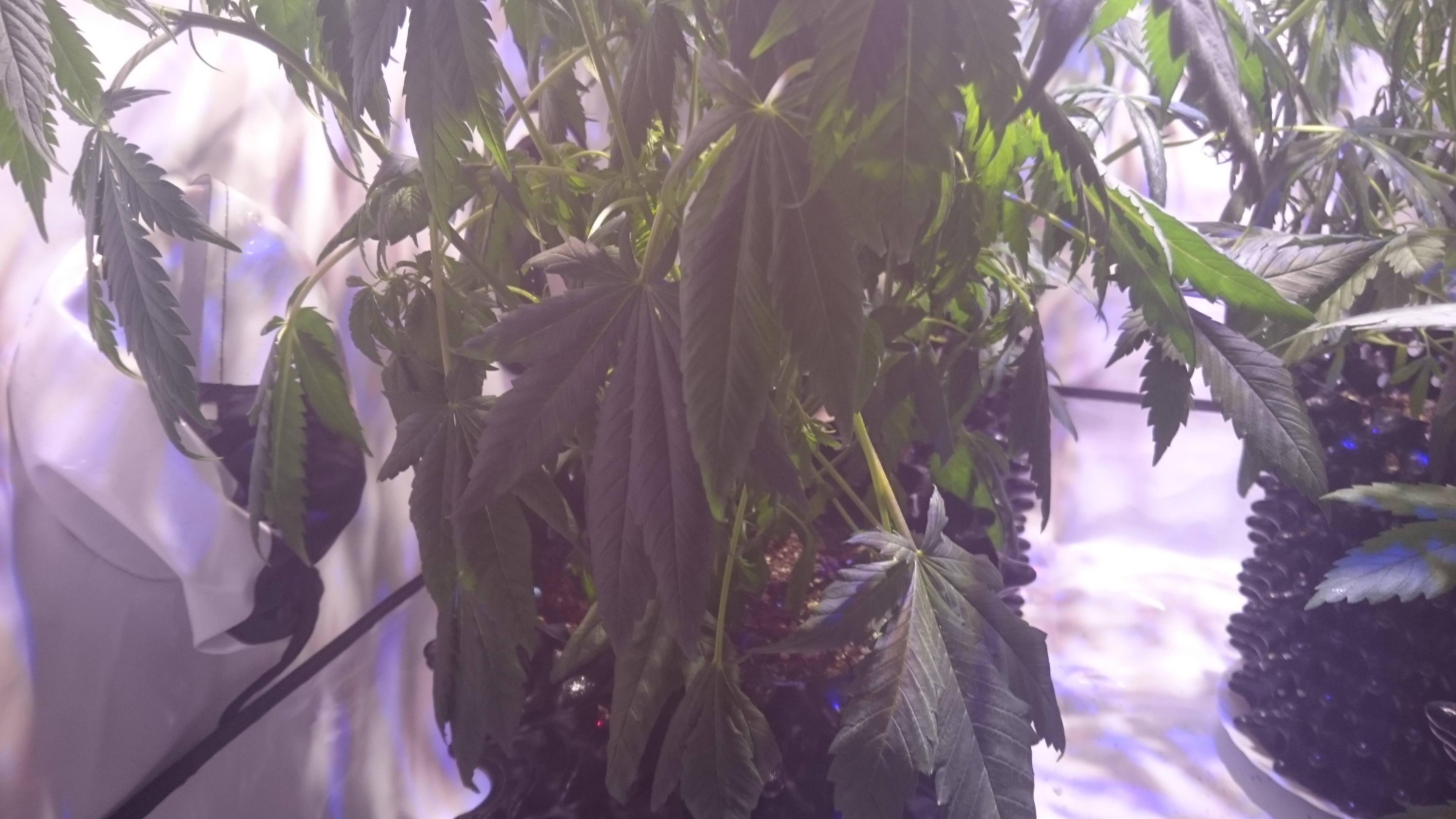 Pflänzchen lassen die Blätter hängen GrowProbleme Forum