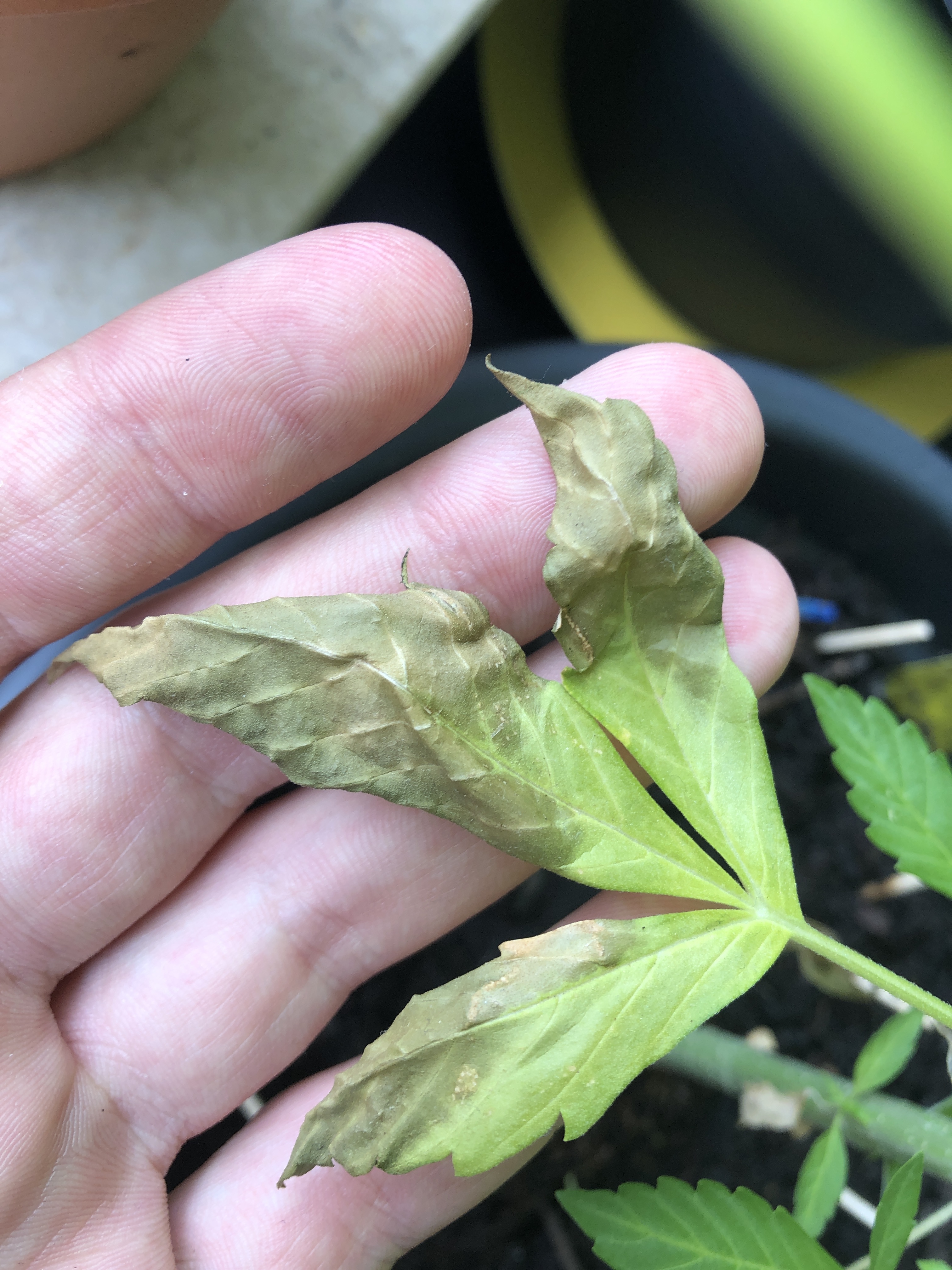 Blätter Bräune, was könnte das sein? GrowProbleme Forum
