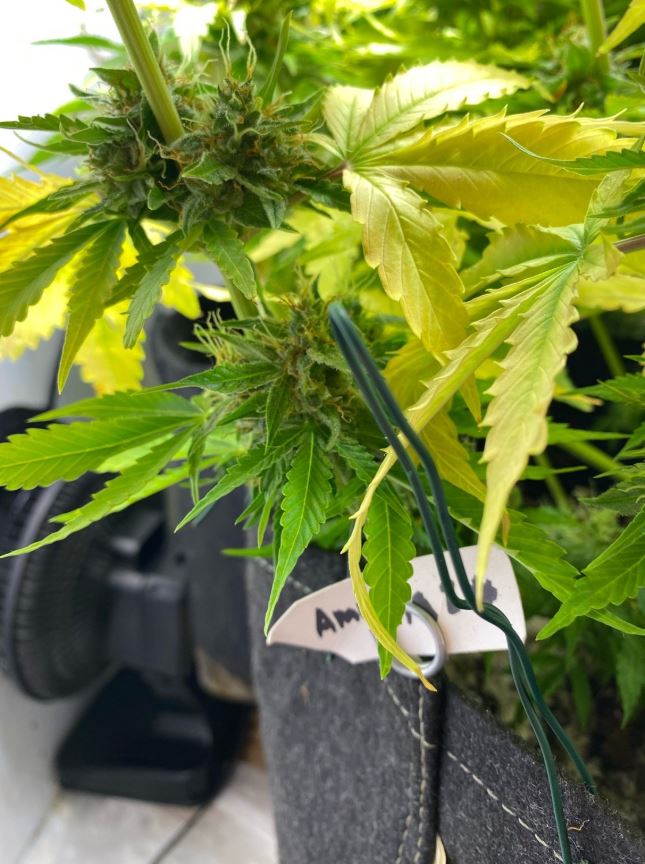 Growreport Bild 2