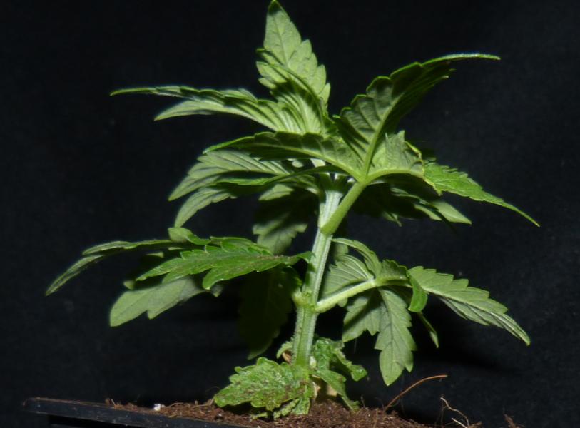 Growreport Bild 1