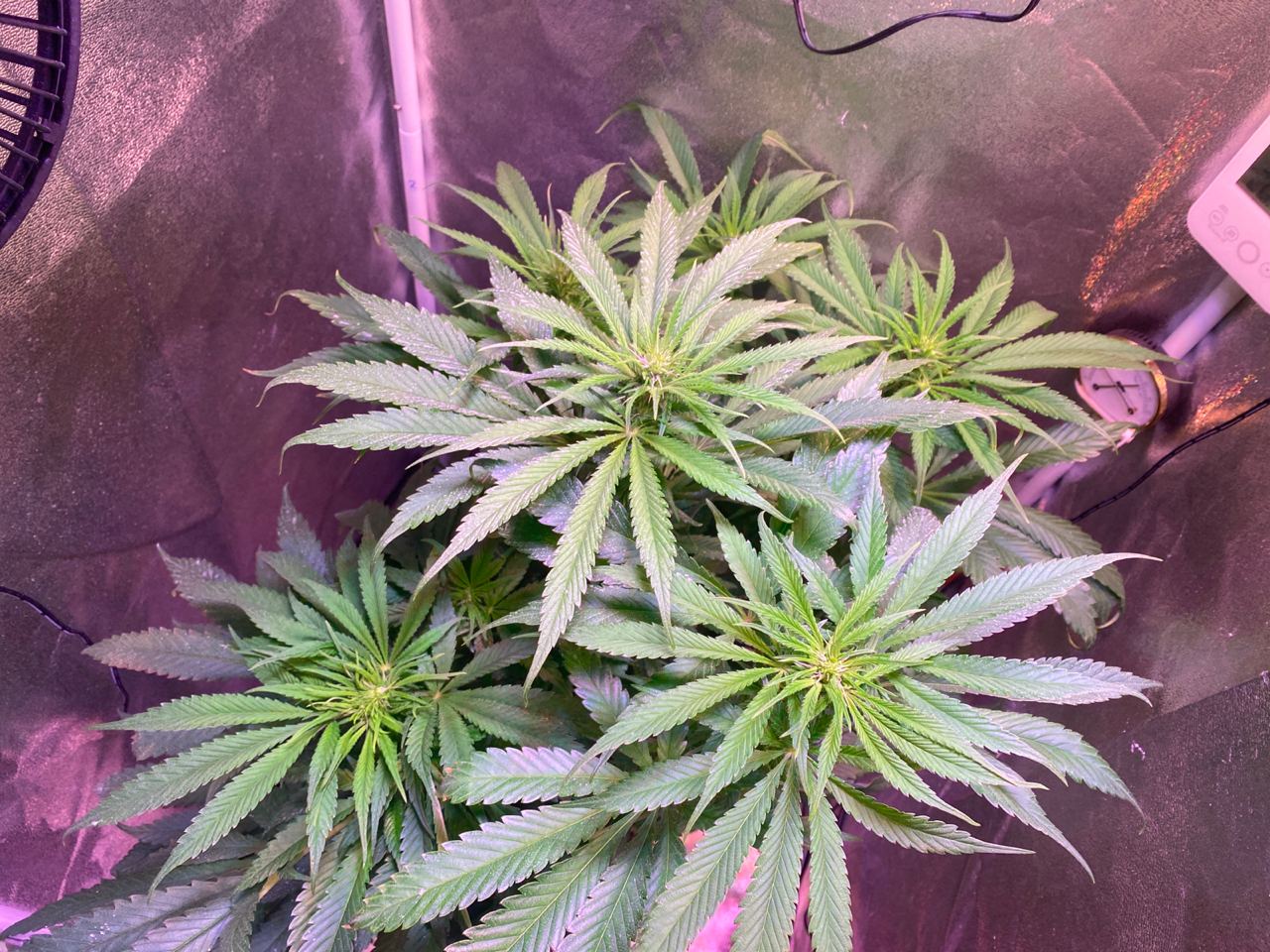 Growreport Bild 14