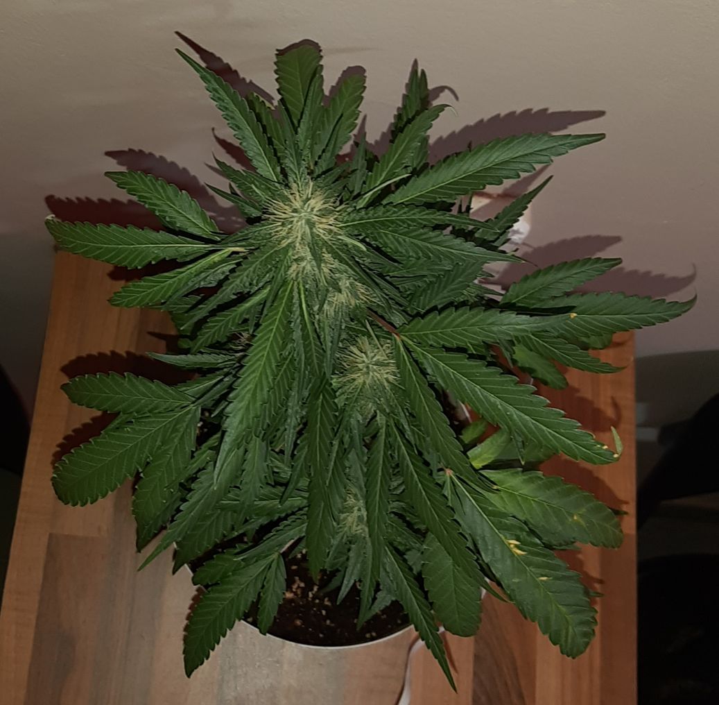 Growreport Bild 8