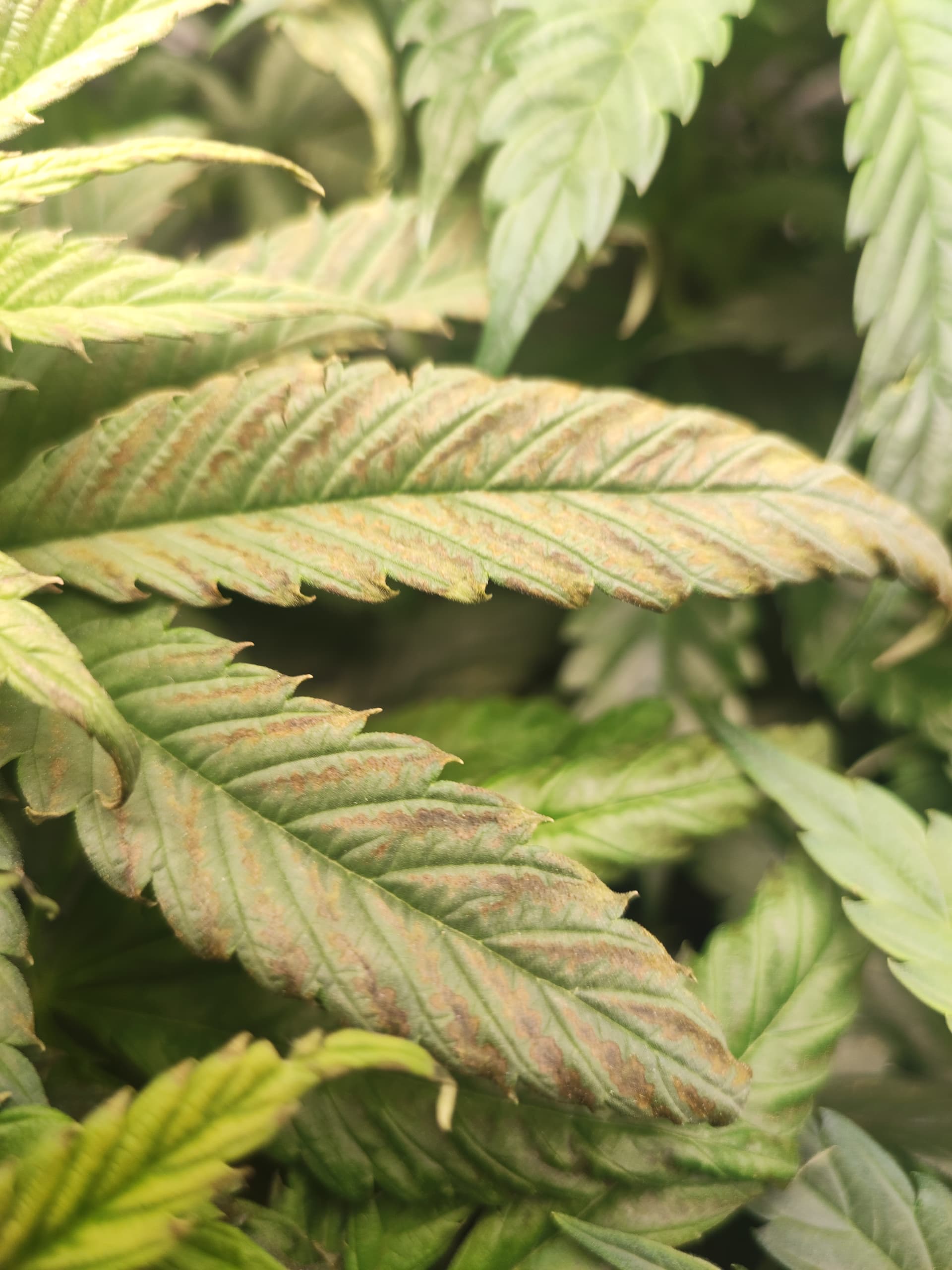 Mangel oder überdüngung? Bitte um Hilfe GrowProbleme Forum