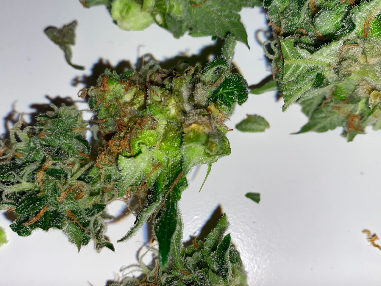 Growreport Bild 8
