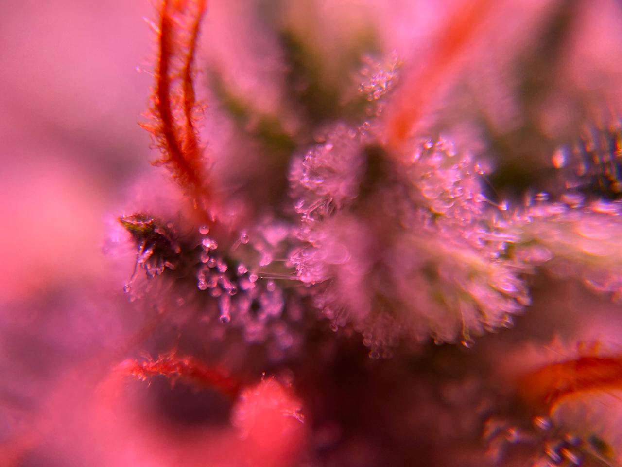 Growreport Bild 31