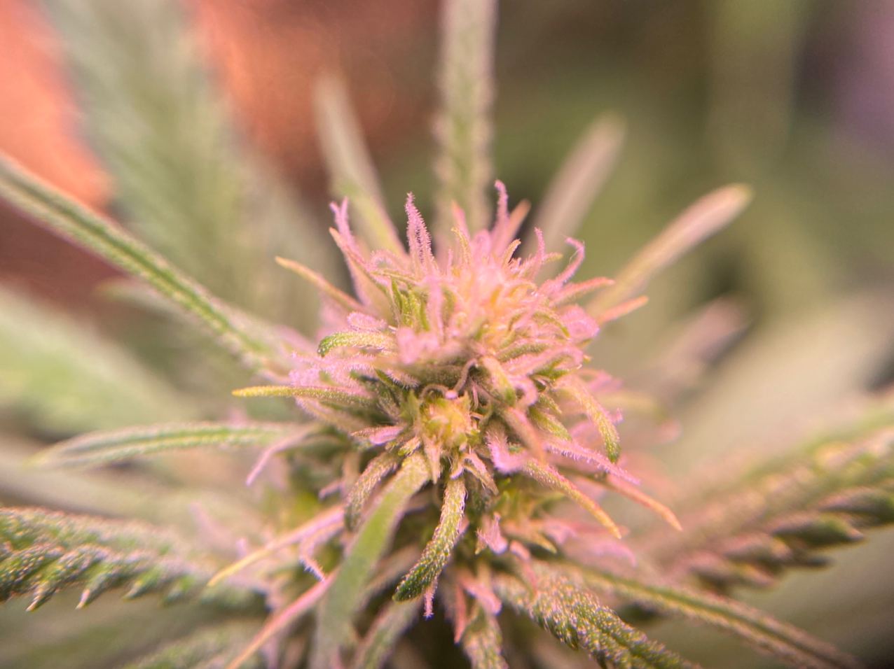 Growreport Bild 6