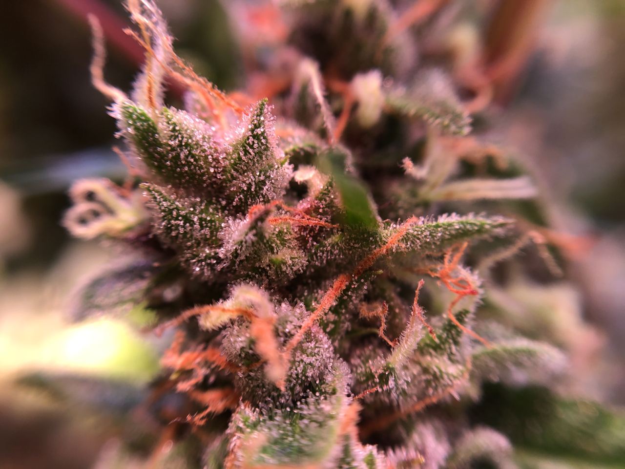 Growreport Bild 17