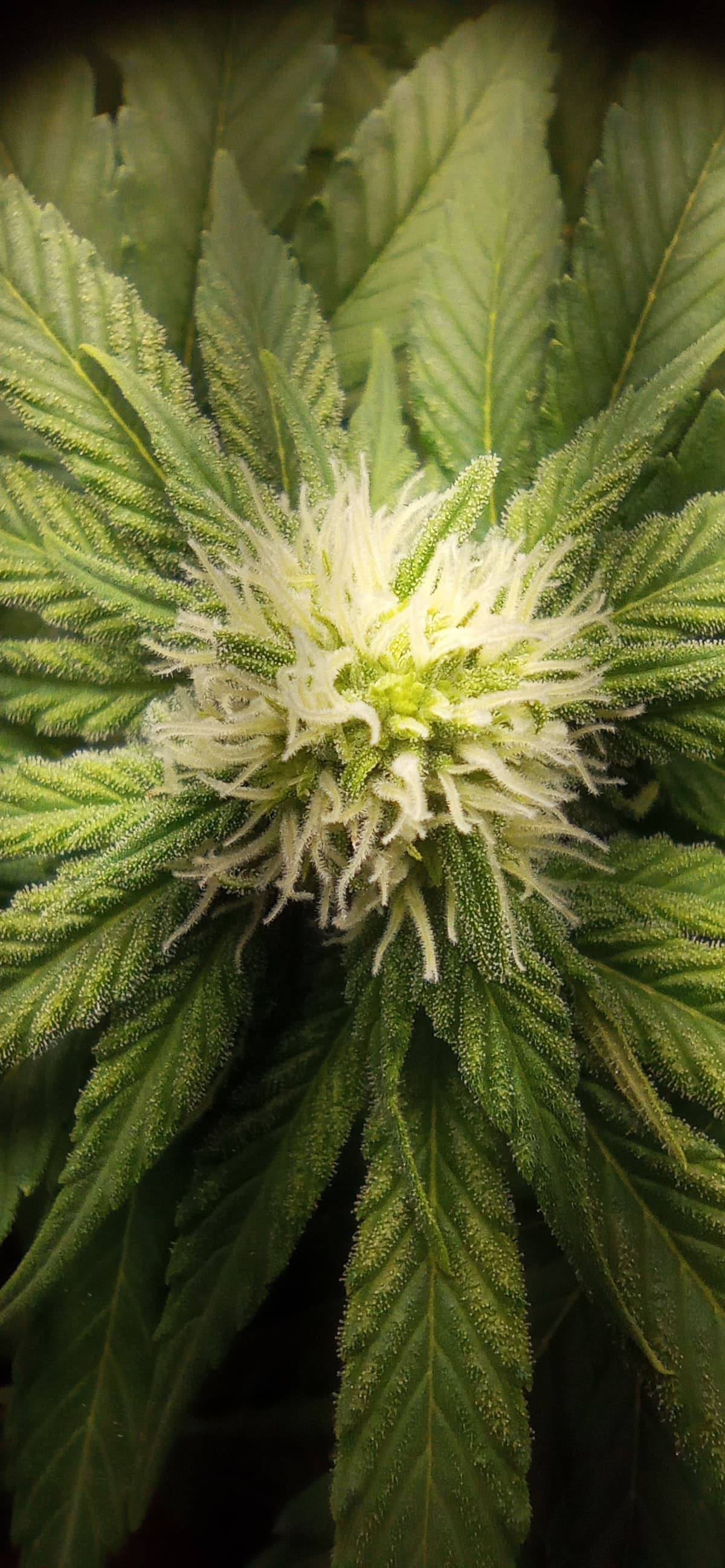 IMG_20240115_144548_1