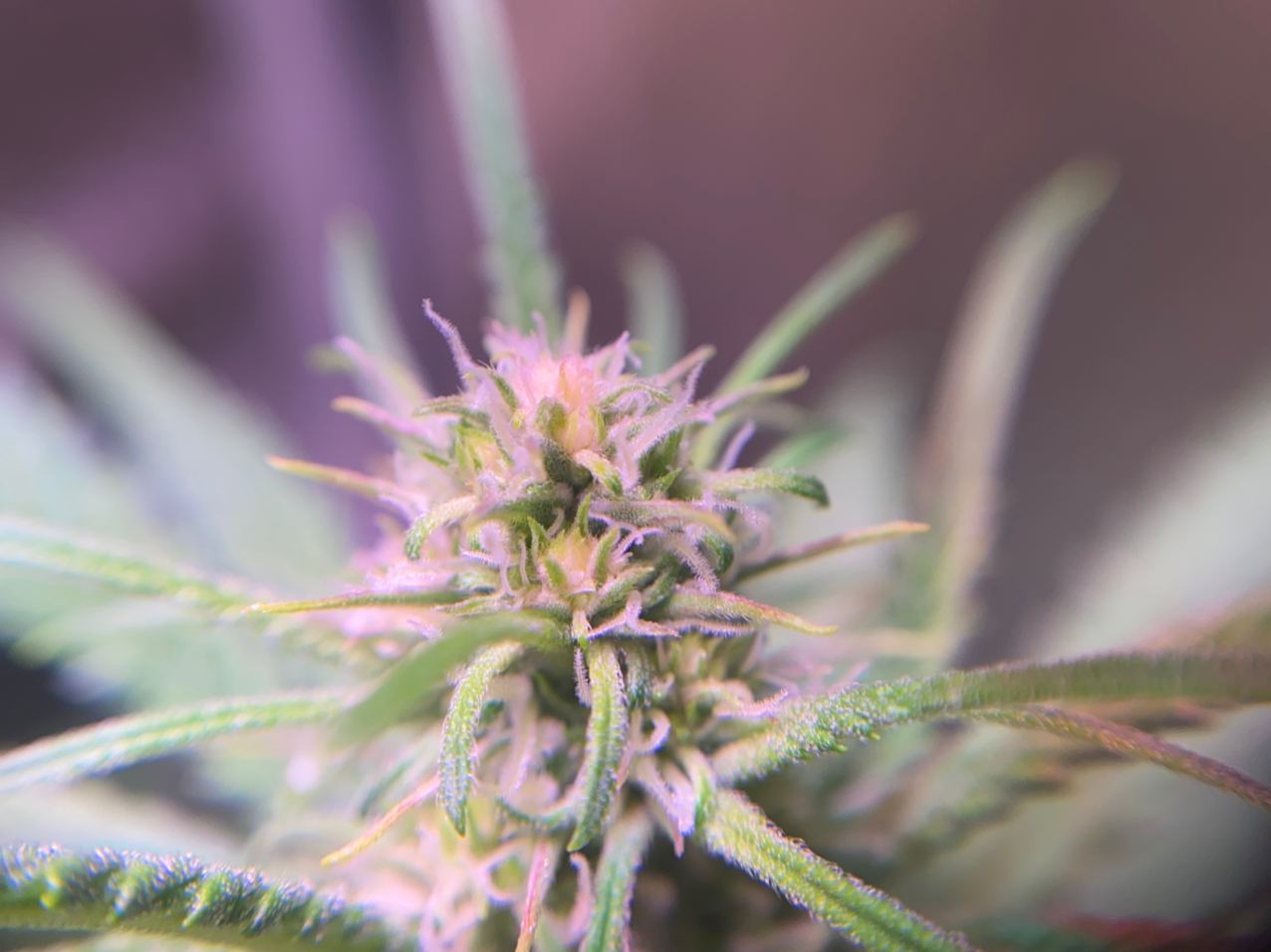 Growreport Bild 8