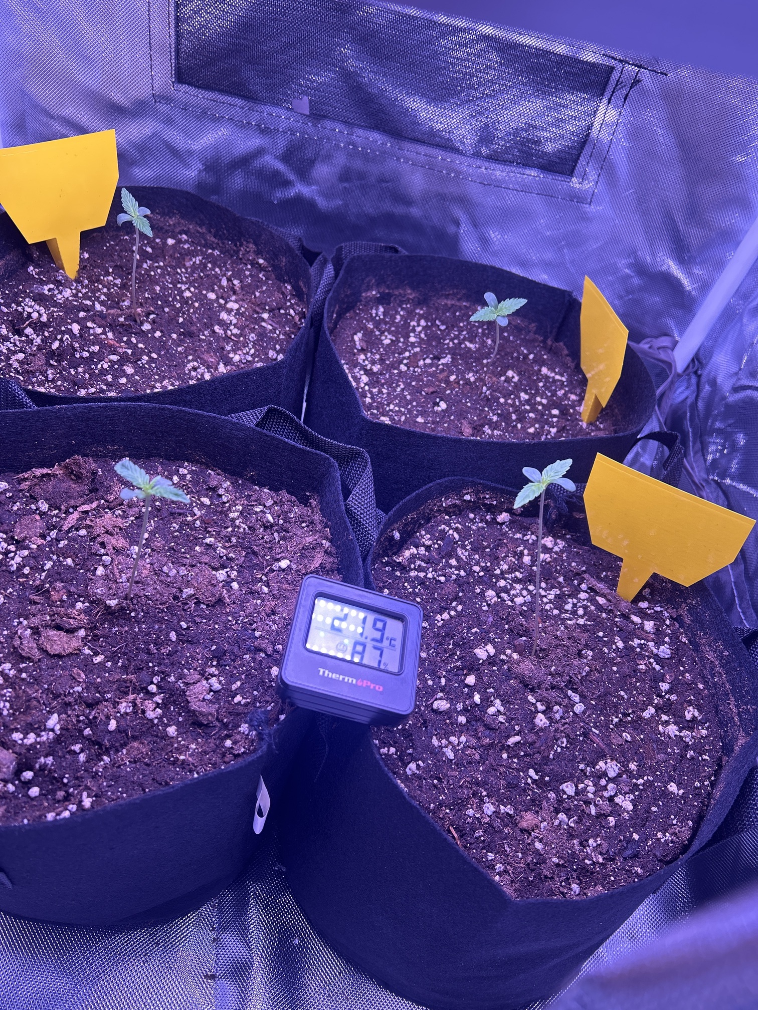 Wie oft Cannabis sämling gießen? Anfänger Forum