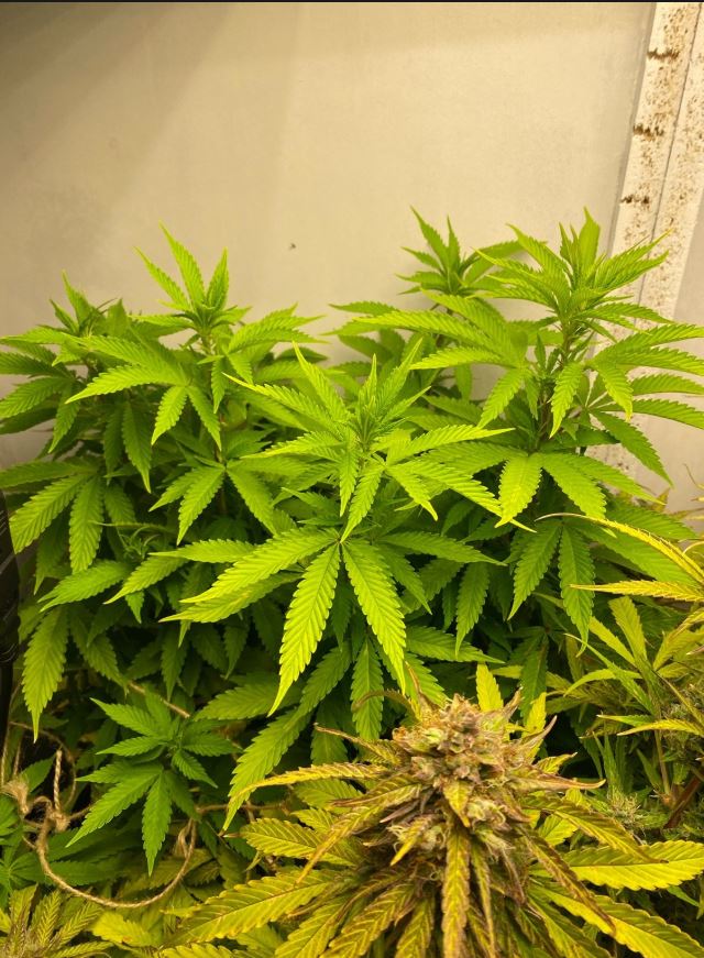 Growreport Bild 9
