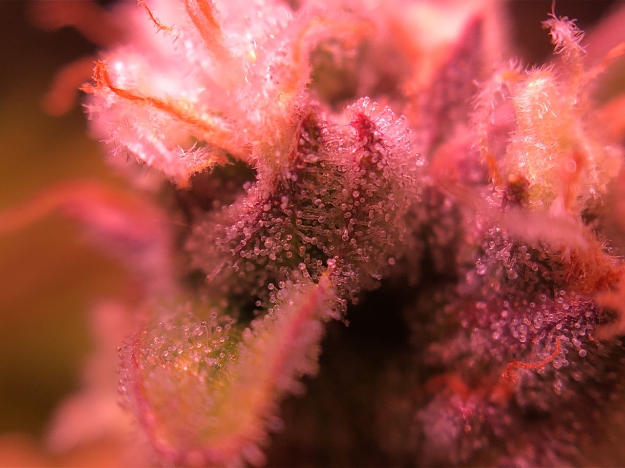 Growreport Bild 14