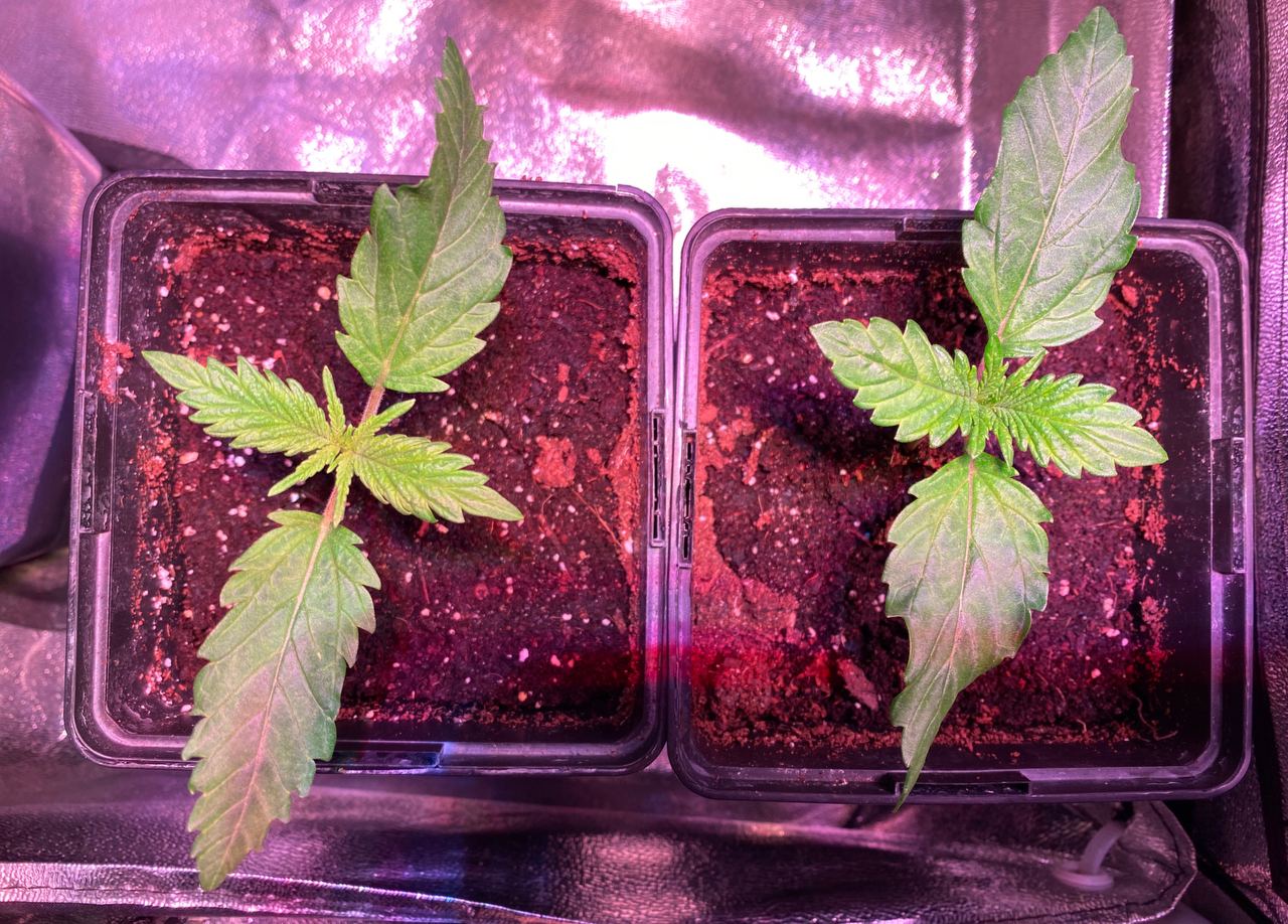 Growreport Bild 18