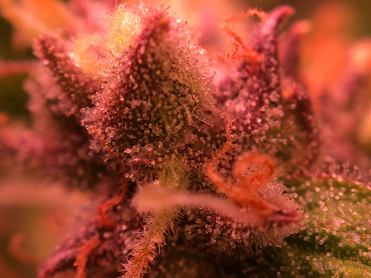 Growreport Bild 24