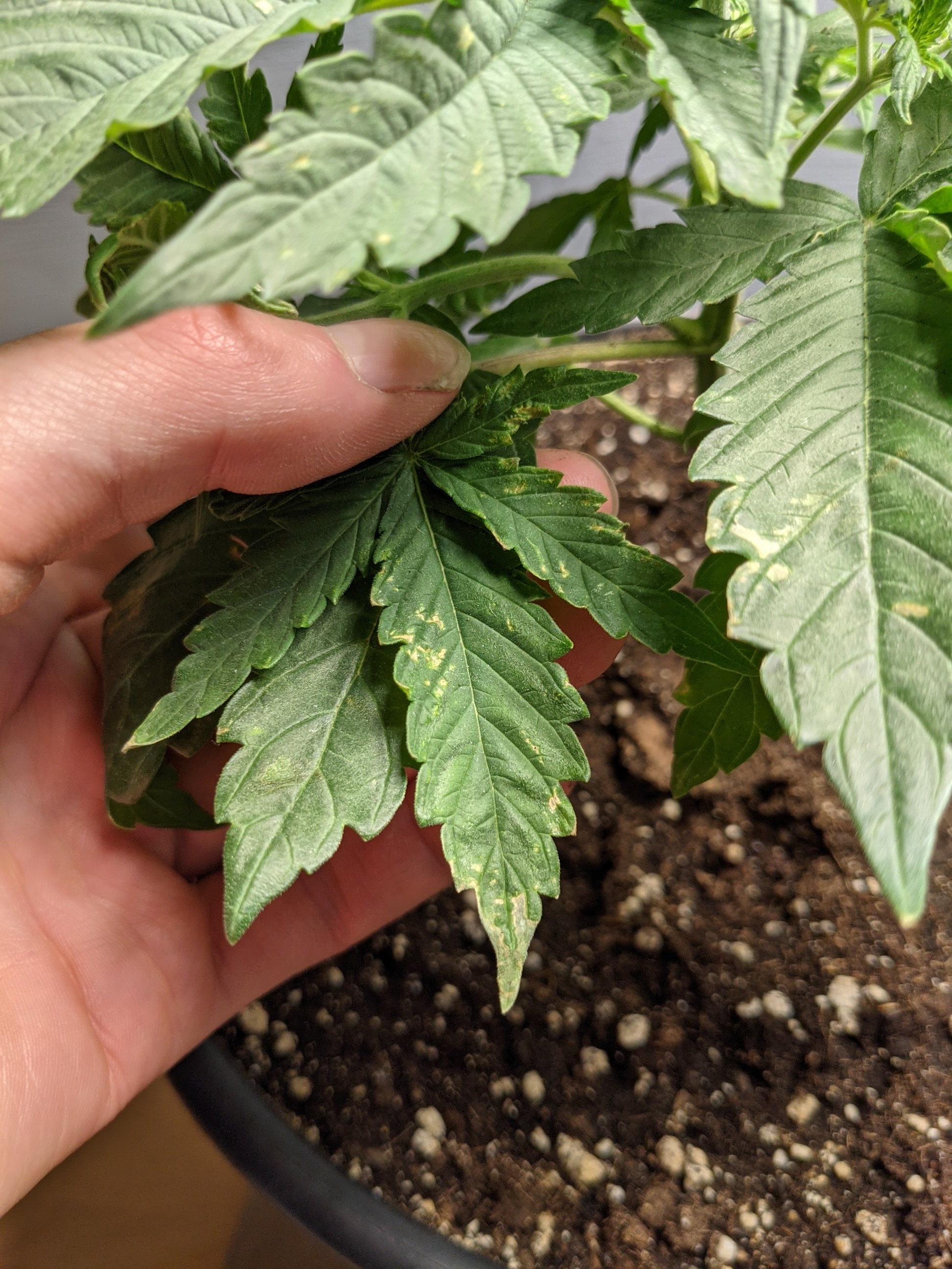 Was fehlt ihr? Mangel, Überdüngung oder Verbrennungen? GrowProbleme Forum