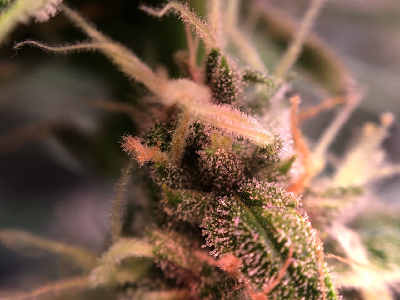 Growreport Bild 8