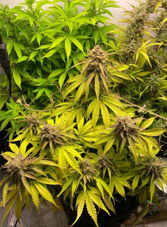 Growreport Bild 4