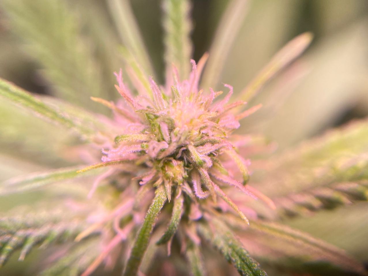 Growreport Bild 5