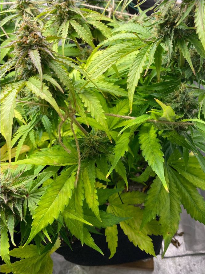 Growreport Bild 5