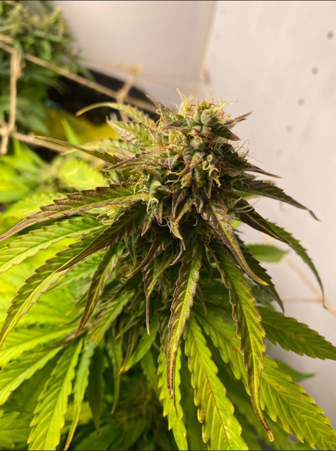 Growreport Bild 3