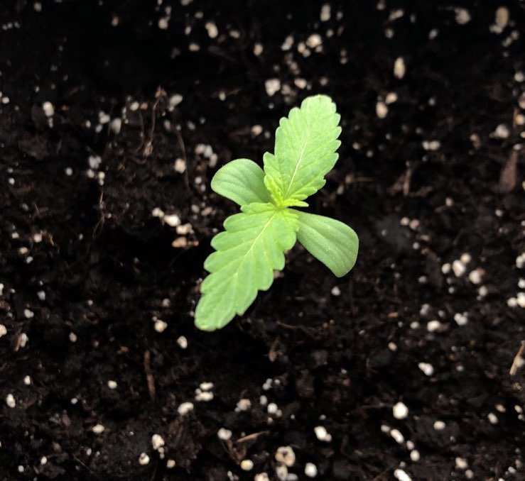 Growreport Bild 51