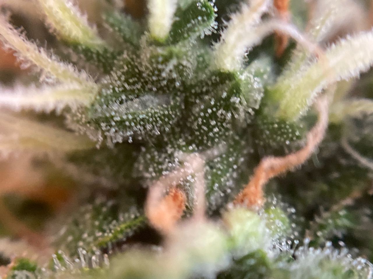 Growreport Bild 8